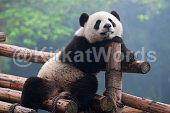 panda Image