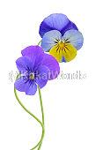 pansy Image