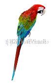 parrot Image