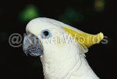 parrot Image