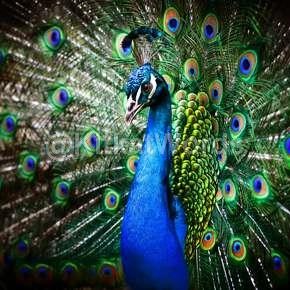 peacock Image