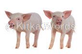 piglet Image