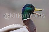 quack Image
