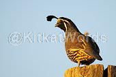 quail Image