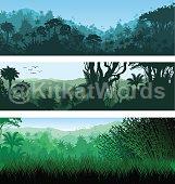 rainforest Image