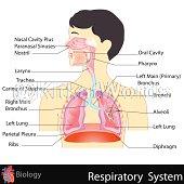 respiratory Image