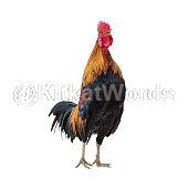 rooster Image