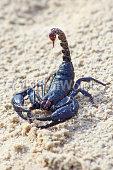 scorpion Image