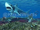 shark Image