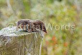 shrew Image