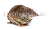 shrew Image