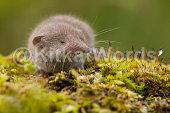 shrew Image