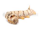 silkworm Image