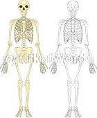 skeleton Image