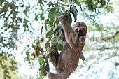 sloth Image