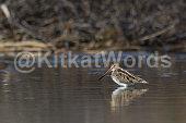 snipe Image