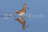 snipe Image