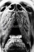 snout Image