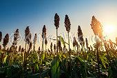 sorghum Image