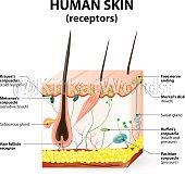 striation Image