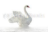 swan Image