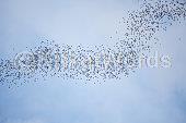 swarm Image