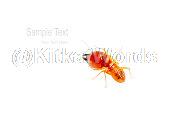 termite Image