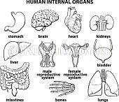 testicle Image