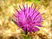 thistle Image