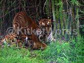 tigress Image