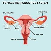 uterus Image