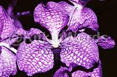 violet Image