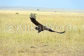 vulture Image