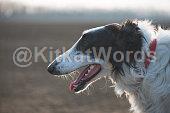 wolfhound Image
