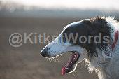 wolfhound Image