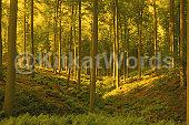 woodland Image